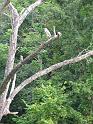 BlueHeron1