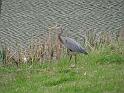 BlueHeron2