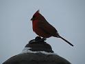 Cardinal