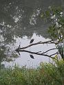 GreenHeron