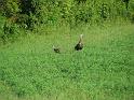 Turkeys