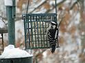 WoodPecker