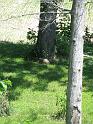 Woodchuck