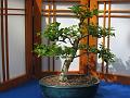 Bonsai